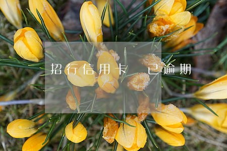 招行信用卡 已逾期 招行信用卡 已逾期